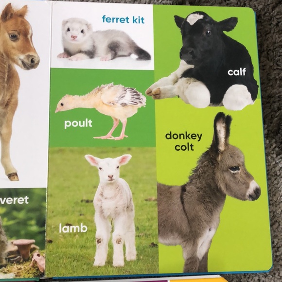 Learning First Words Board Book Bundle Baby Animals Colors Shapes Number Toddler - Picture 3 of 5